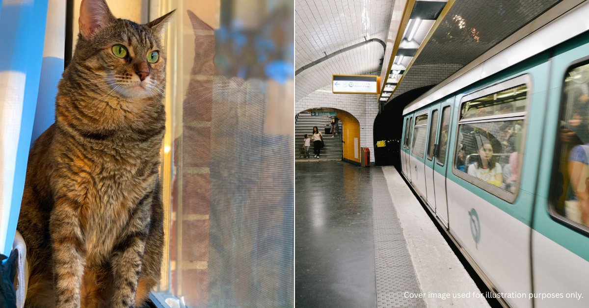 Woman Fined RM541 Because Her Cat Meowed Too Loudly On A Train