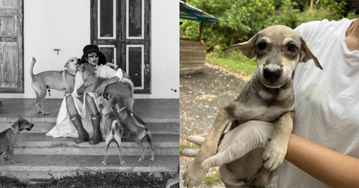 This Woman Moved To Langkawi To Retire But Now Spends Her Days Saving Strays