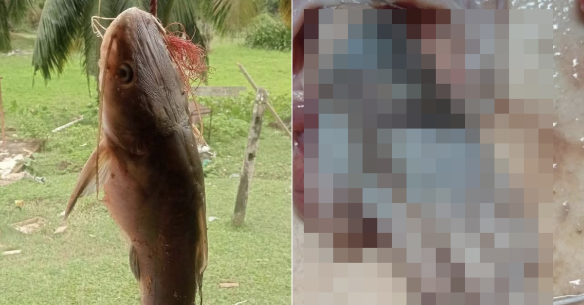Fisherman Shocked To Discover A Human-Like Hand Inside A Catfish
