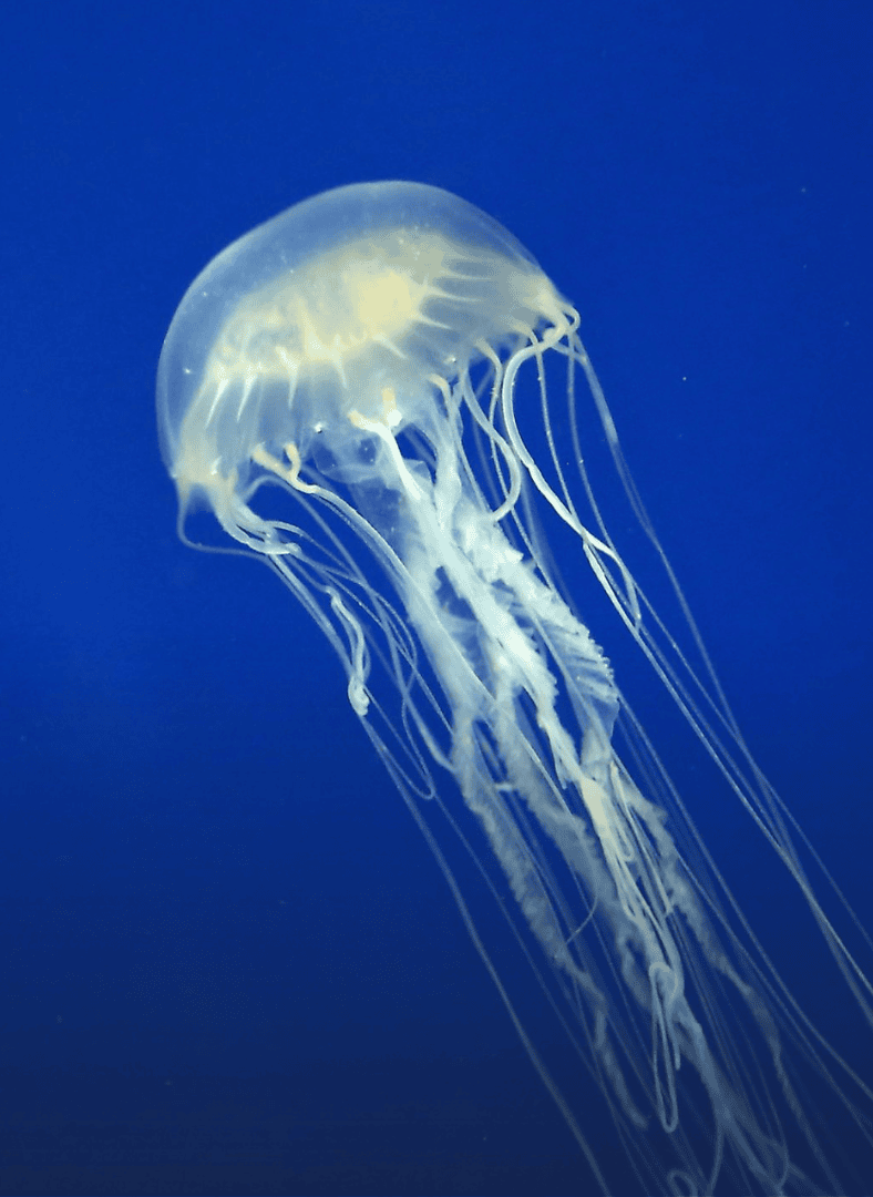 box jellyfish langkawi sighting fatality