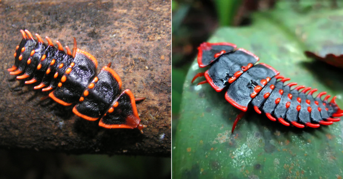 Did You Know These Huge Prehistoric-Looking Insects Are Native To Malaysia?