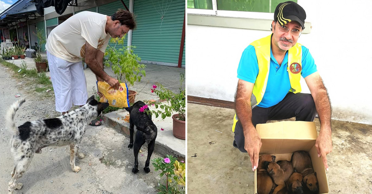 This Sabahan Spends Every Night Feeding 150 Dogs, 90 Cats & Even Pigeons Until 4AM