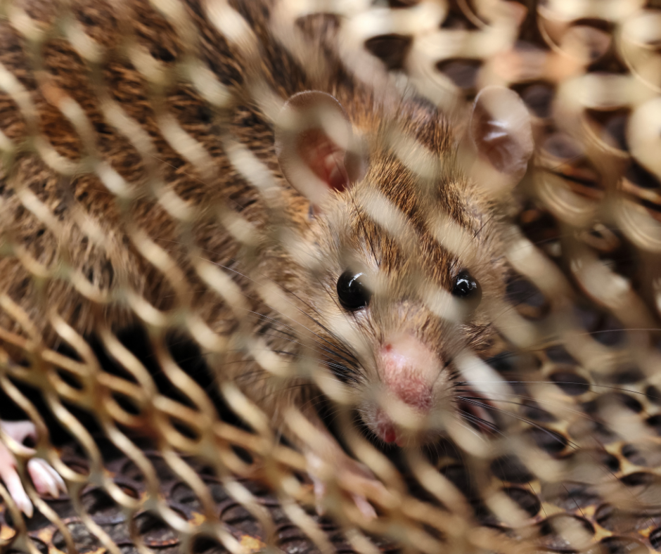 Petanda amaran seseorang mungkin diserang Hantavirus