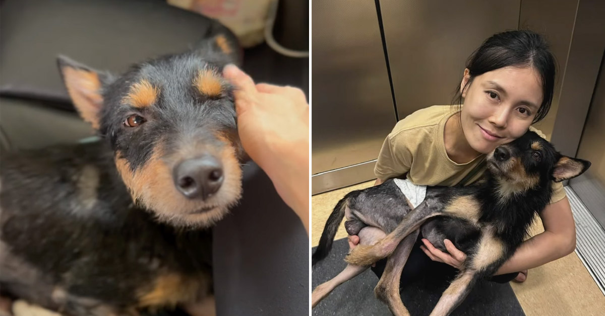 Malaysian Woman Nurses Injured Stray Dog Back To Health After Hit-And-Run