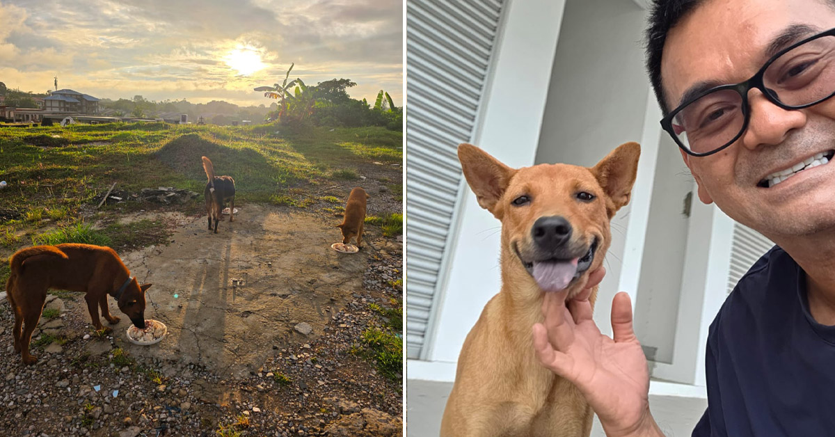 Meet The Bintulu Shopkeeper Who Wakes Up At 3AM Daily To Cook For 80 Strays