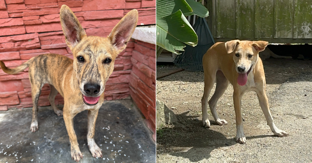 The 2 Dogs I Helped Get Adopted Are Being Returned For Being “Not Good Enough”