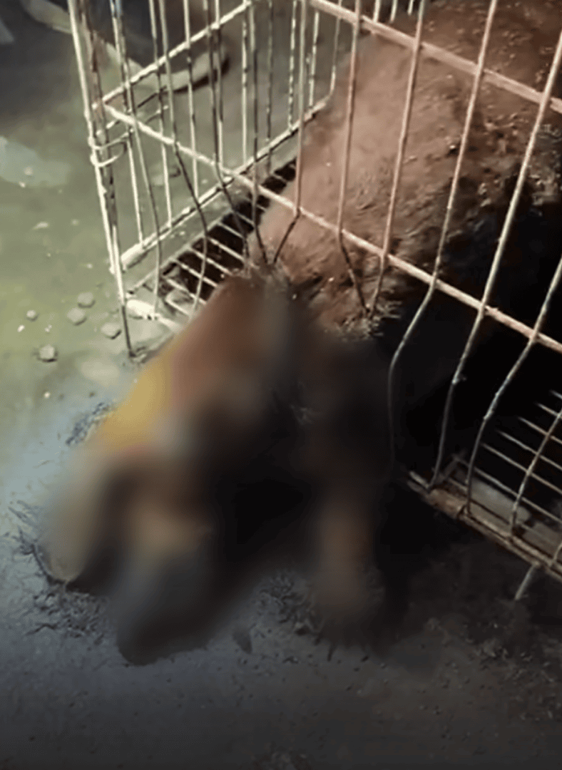 damansara damai vet neglect pets found dead