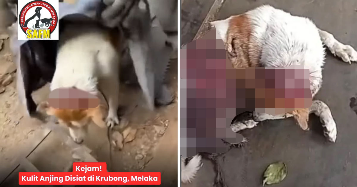 Dog Euthanised After Being Skinned Alive In Melaka, PDRM Launches Investigation