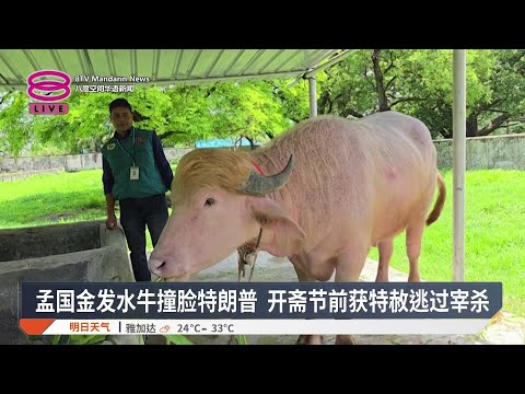 孟国金发水牛撞脸特朗普 开斋节前获特赦逃过宰杀【2026.05.28 八度空间华语新闻】