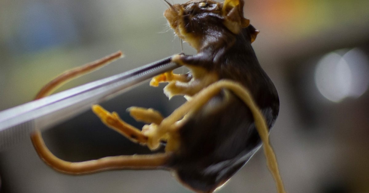 Hantavirus: Ancaman global baharu bawaan tikus perlu diwaspadai