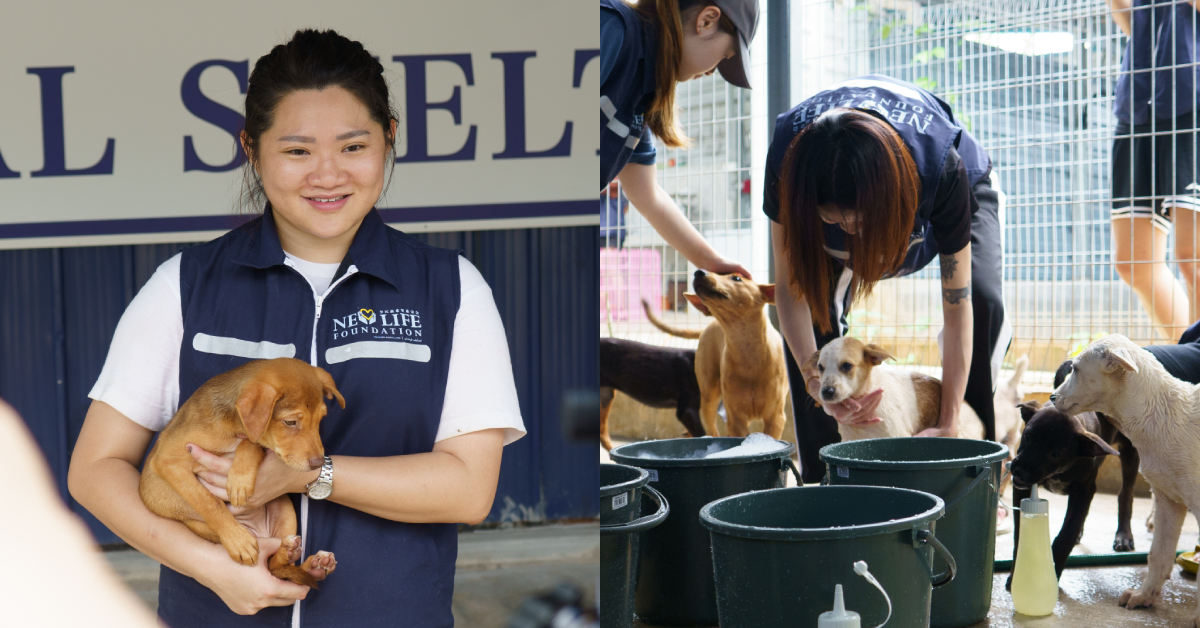 This Selangor Shelter Needs Your Help To Keep Rescuing Strays & Changing Minds