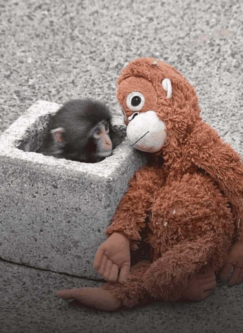 punch baby monkey macaque japan zoo plush toy february 2026