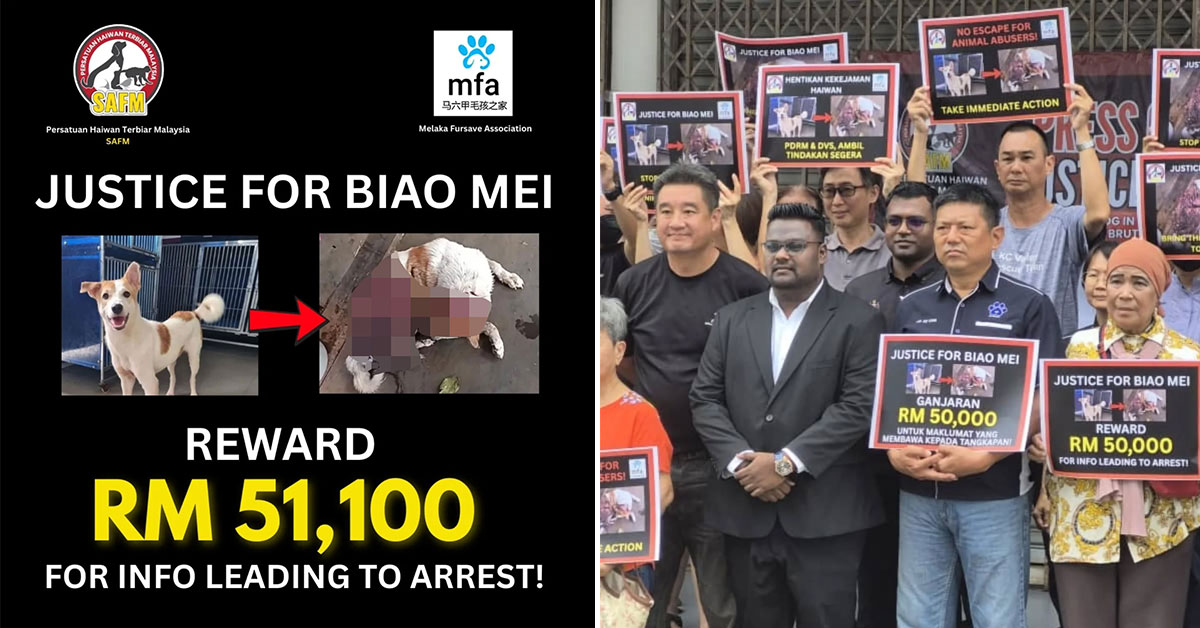NGOs Offer RM51,100 Reward To Track Down Dog-Skinning Culprit