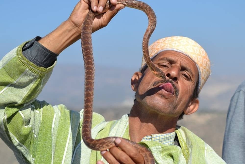 Haram for Muslims to have pet snakes