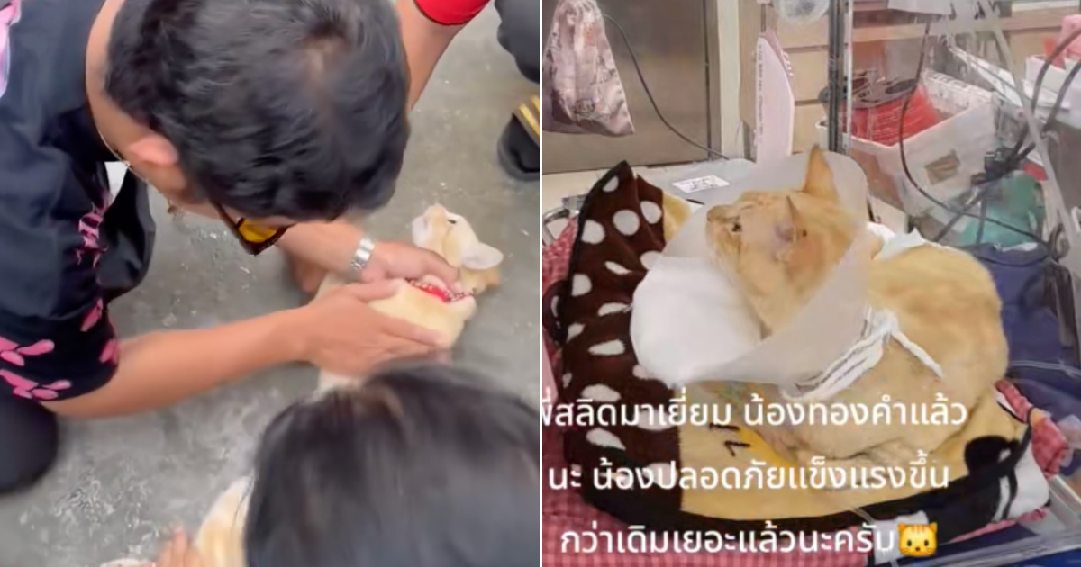 Thai Man Turns Hero After Saving Electrocuted Cat With CPR