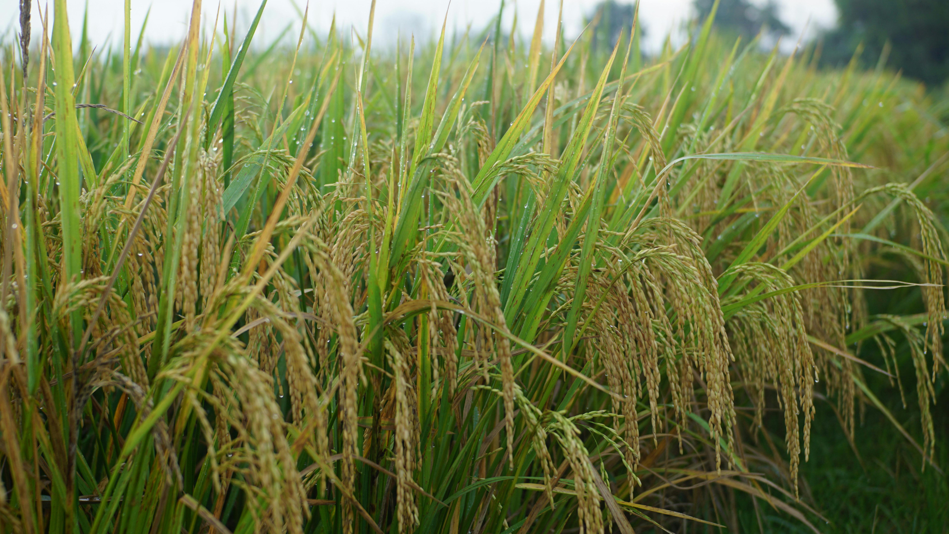 能源与化肥危机冲击  东盟稻米生产受挫