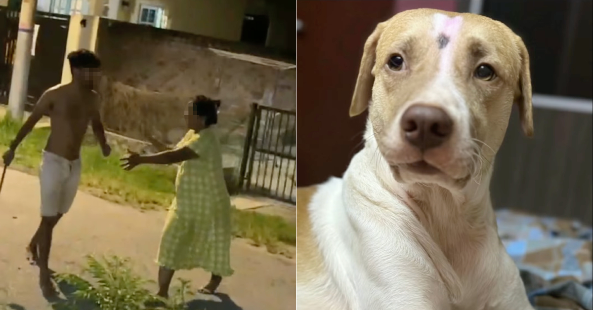NGO Demands Firm Action Against Man Who Allegedly Beat His Mother’s Dog To Death