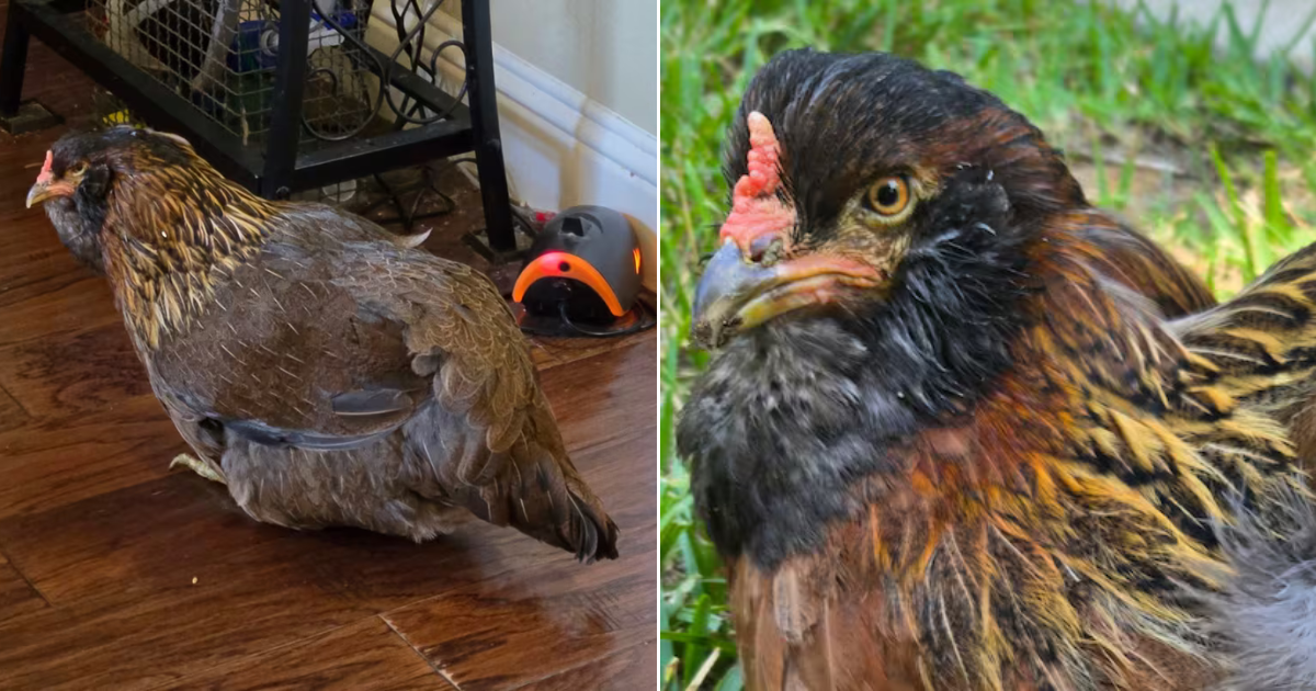 This Hen Hatched In 2011 Is Now The World’s Oldest Living Chicken